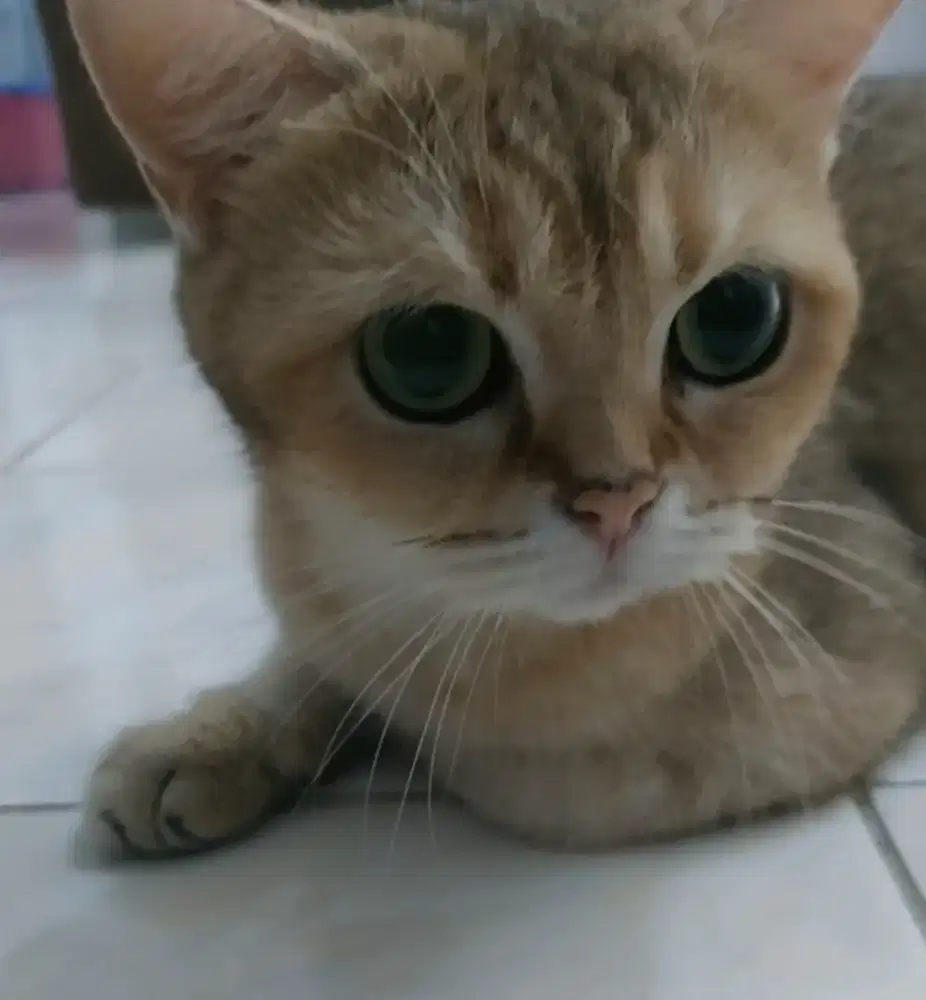 Bsh golden mata hijau betina
