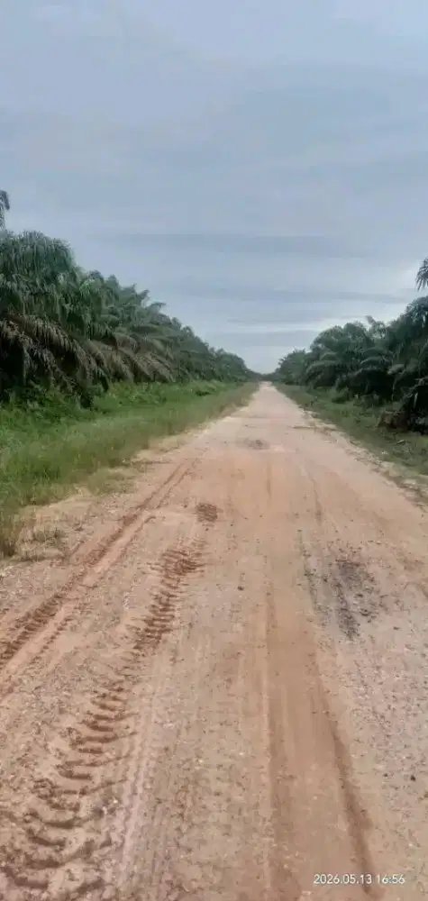 lowongan kerja perkebunan kelapa sawit