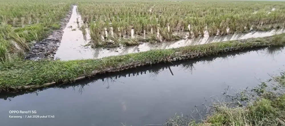 Dijual Cepat Sawah Produktif di Karawang TANPA PERANTARA