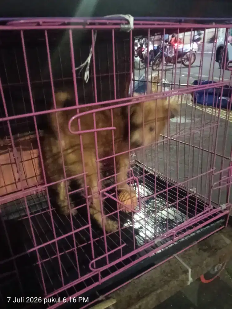 MONGGO YG MINAT SILAHKAN