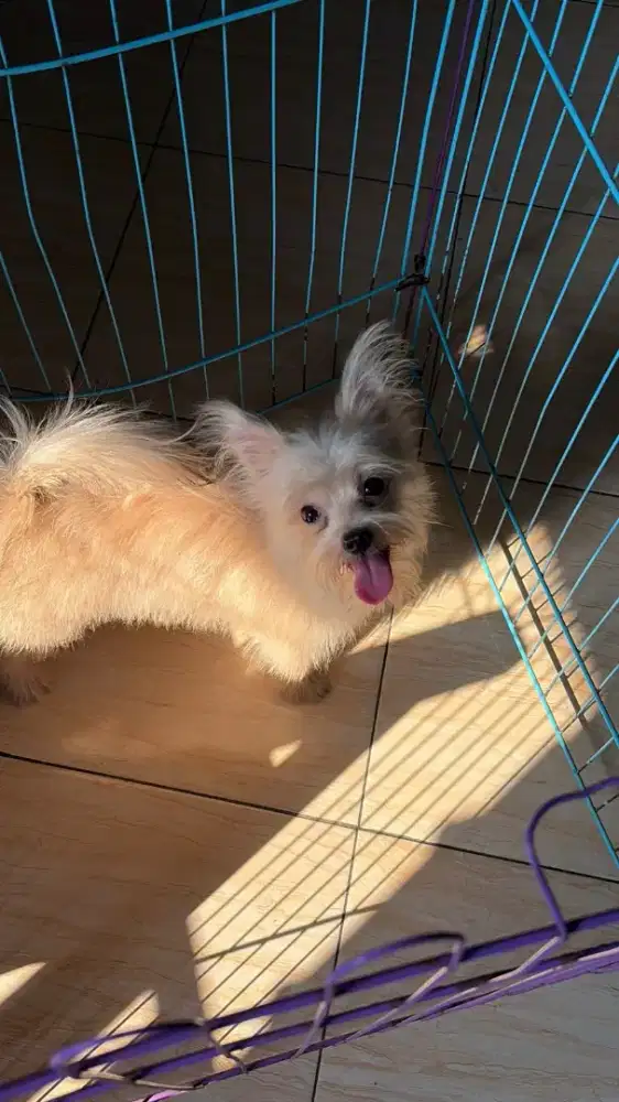 Anjing yorkpom lucu