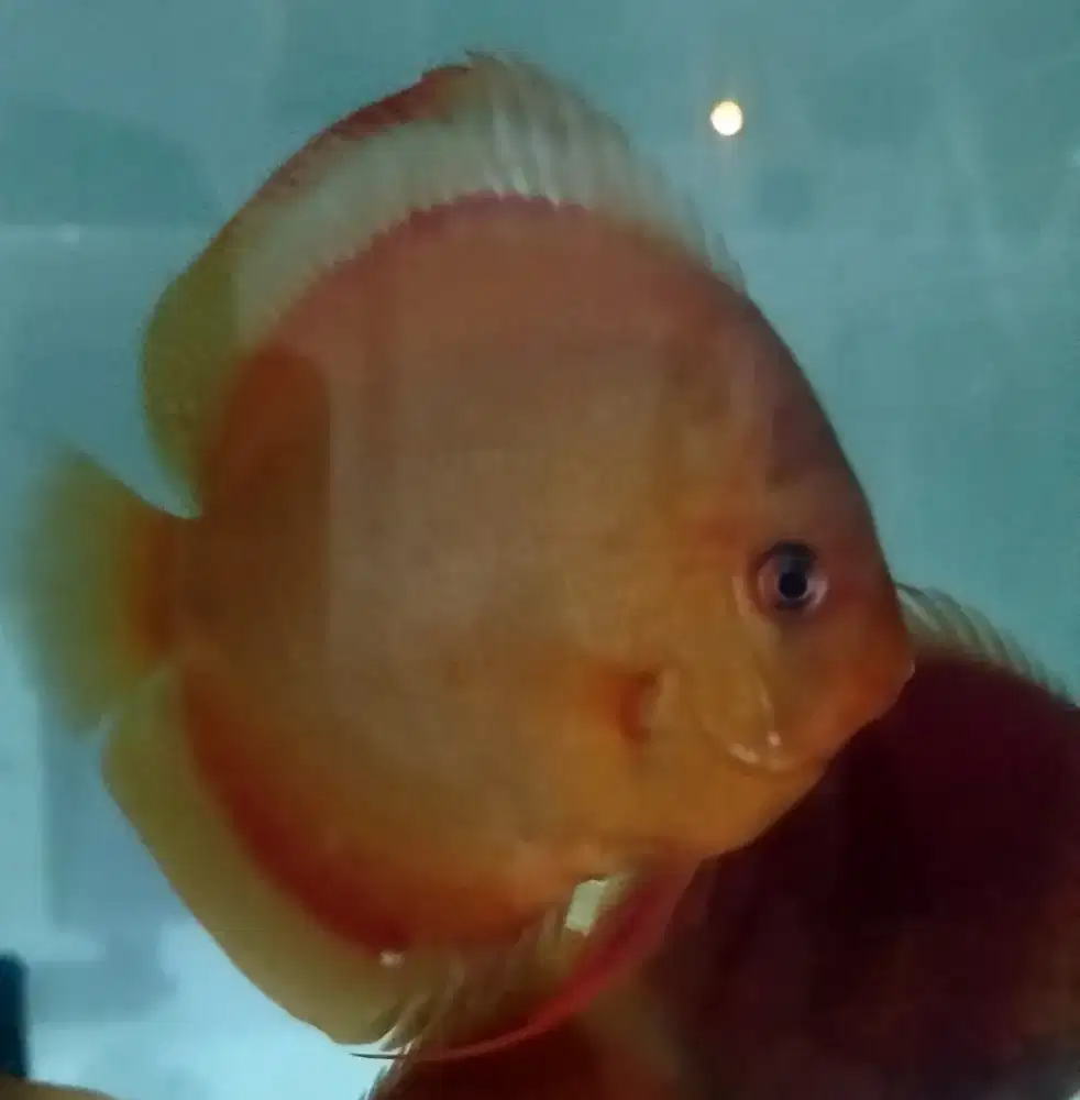 Discus San Merah / Red Cover & Panthera