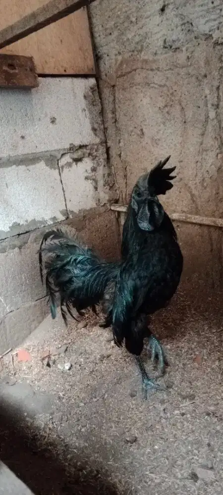 Ayam Cemani Jantan Dewasa