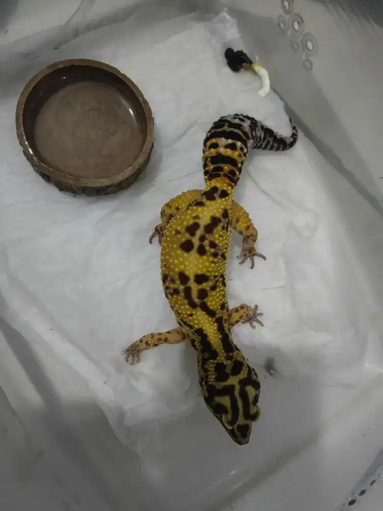 Gecko umur 5 bulan jinak