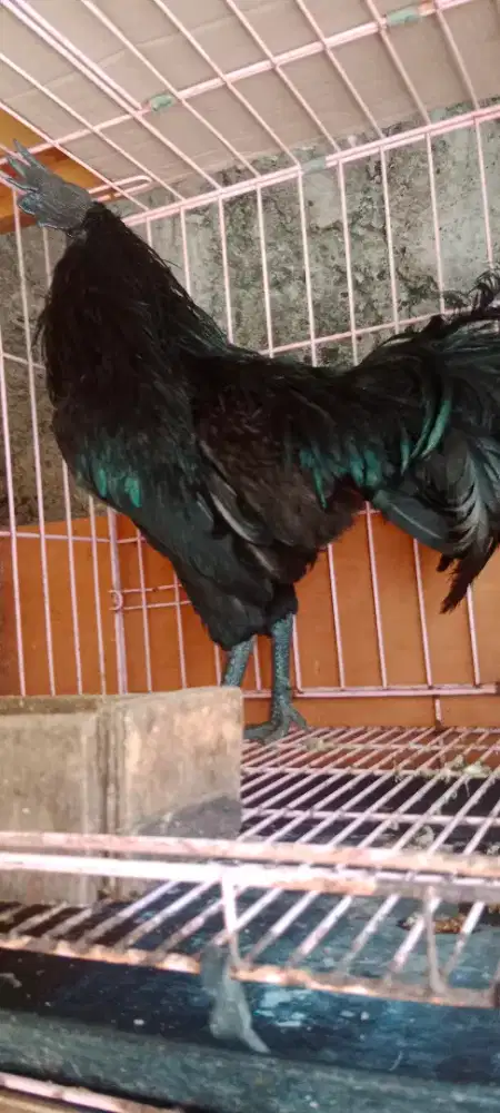 Ayam Cemani Jantan Dewasa