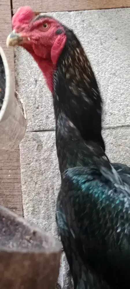 Ayam  Oshamo Jantan Eropa
