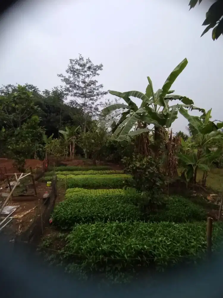 kangkung cabut segar