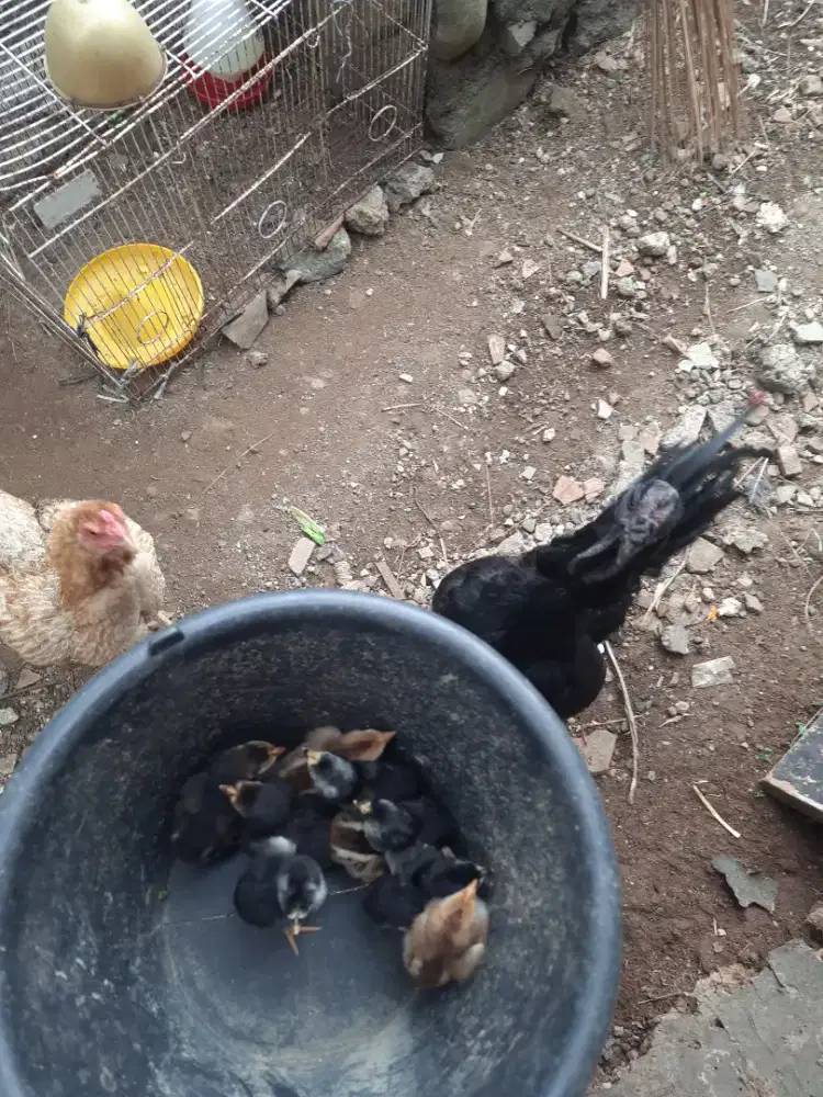 DOC ayam kampung 9 ekor