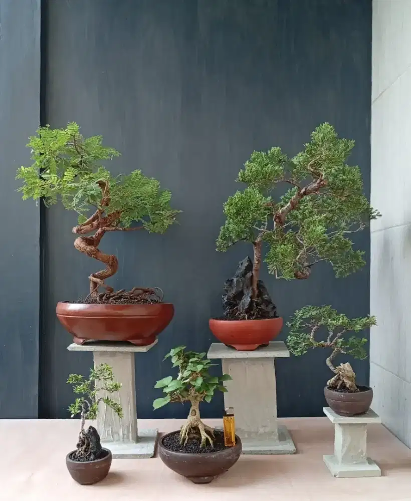 Antik siap pajang bonsai hias