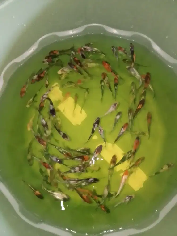 Ikan koi jenis Showa Shiro Ginrin/Biasa 3-5cm