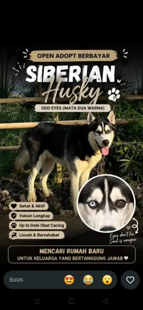 Cari Tuan baru untuk Jogger(nma doginya)
