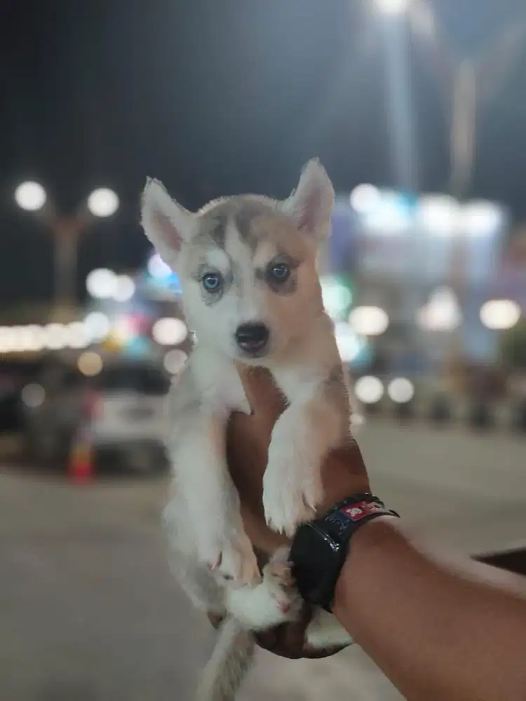Siberian Husky blue ayes