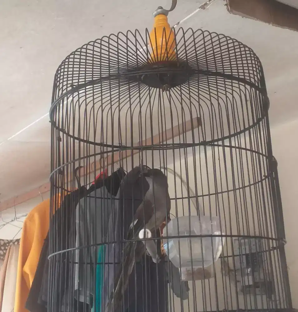 Murai air mancur