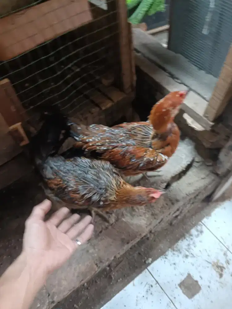 Ayam pelung betina 2 ekor