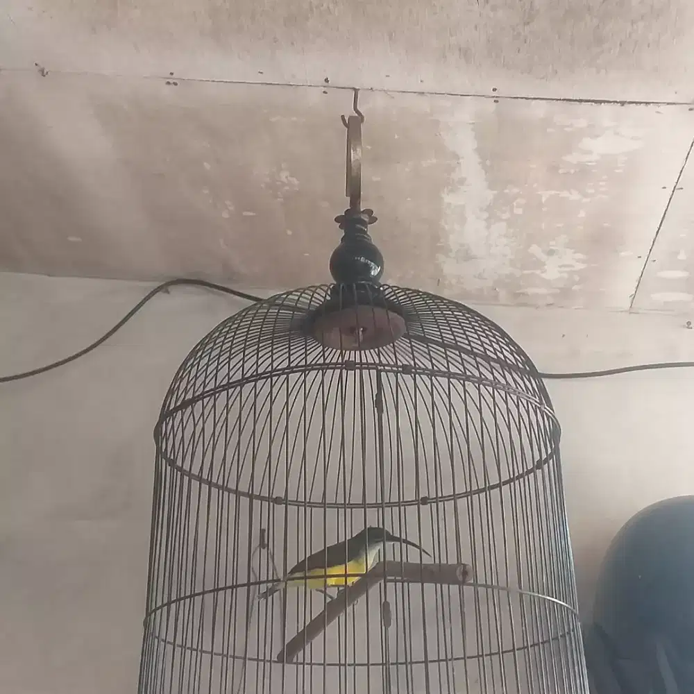 Burung pijantung pisang