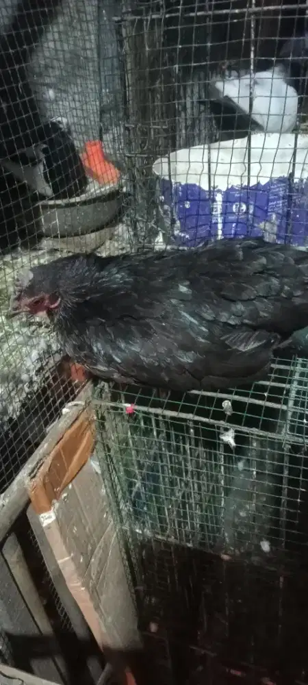 Indukan Kate produksi