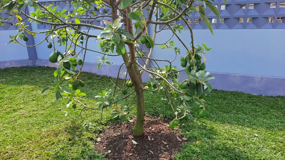 Dibutuhkan Asisten Rumah Tangga