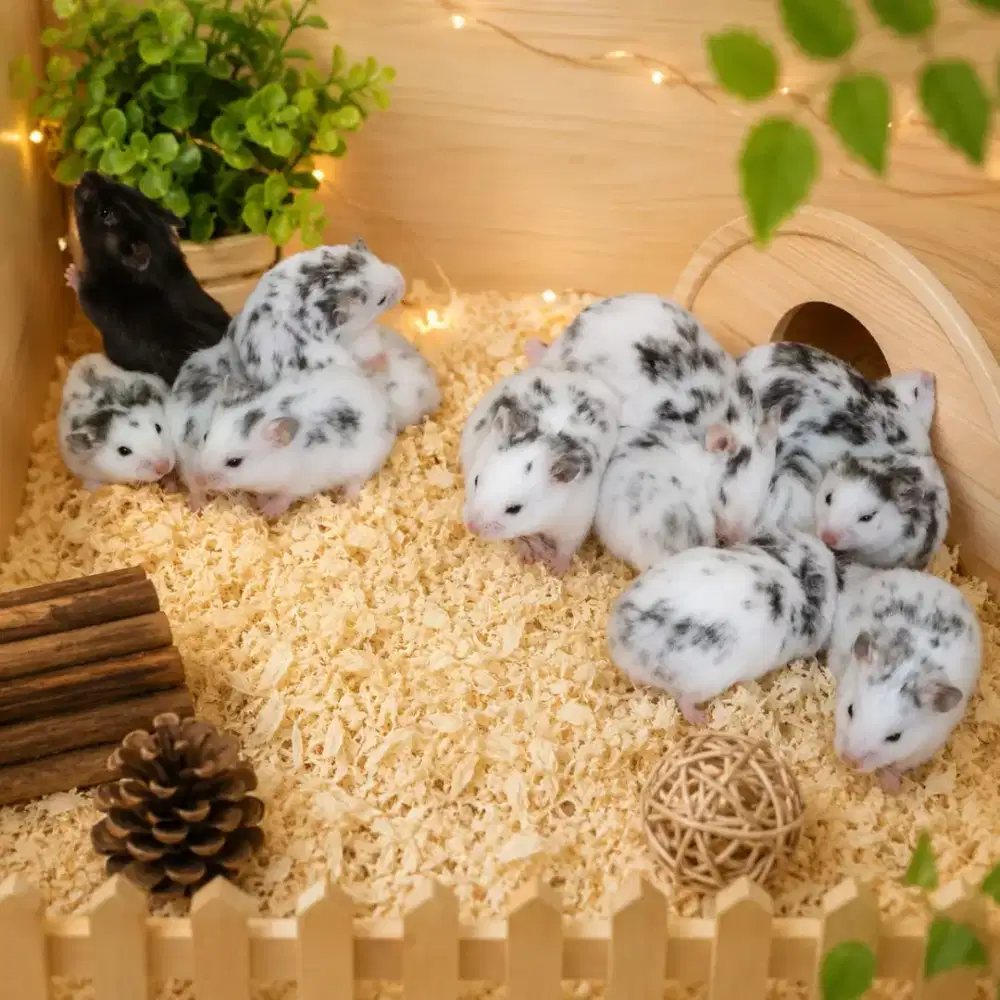 Hamster fujiyama