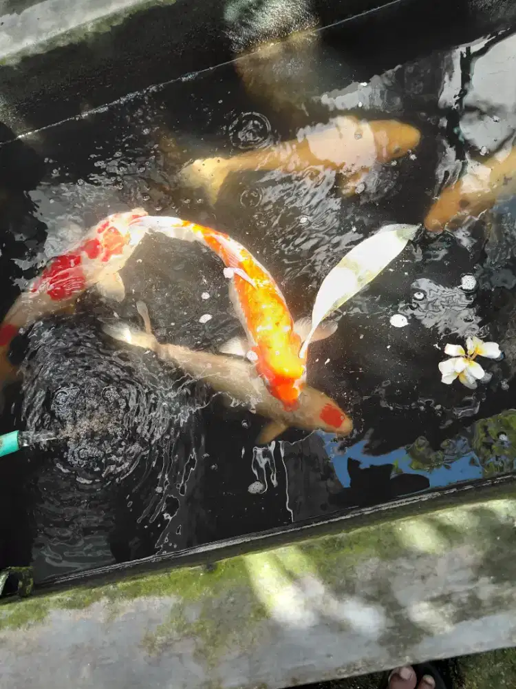 Ikan koi +/_ 30 - 35 cm