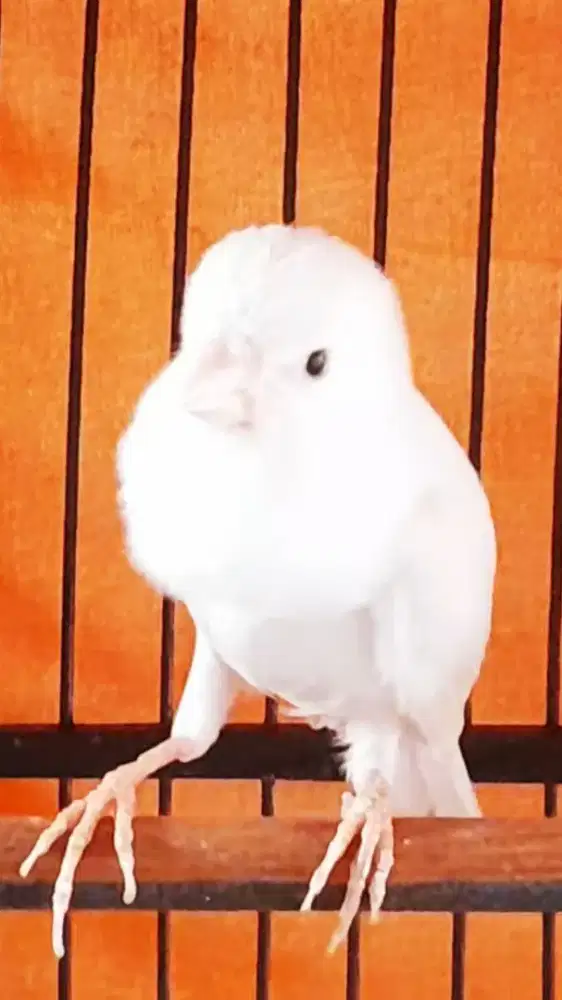 BURUNG KENARI GACOR MUKA NGEBARONG ISIAN  PULSET