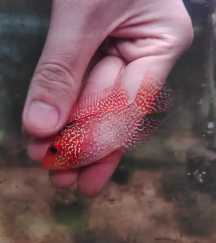 gb cencu 6cm merah ikan louhan cencu golden base mutiara