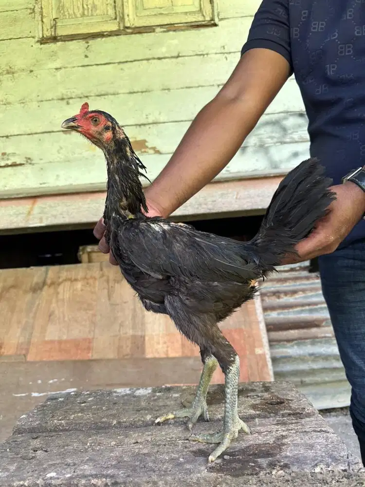 Indukan ayam siap cetak