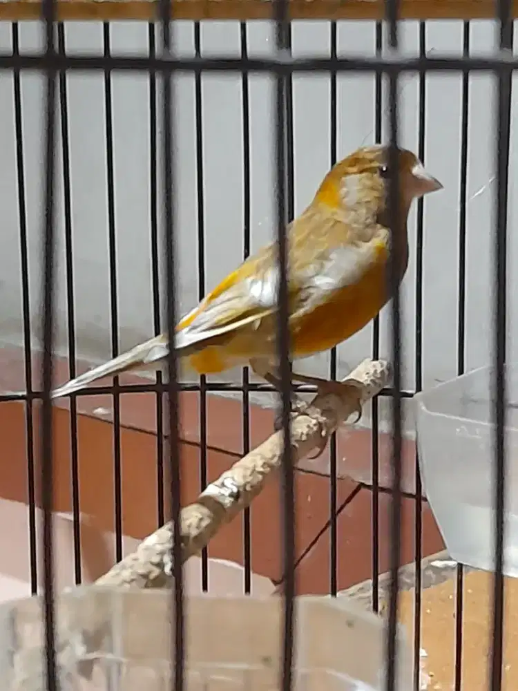 Burung kenari gacor jenis mule