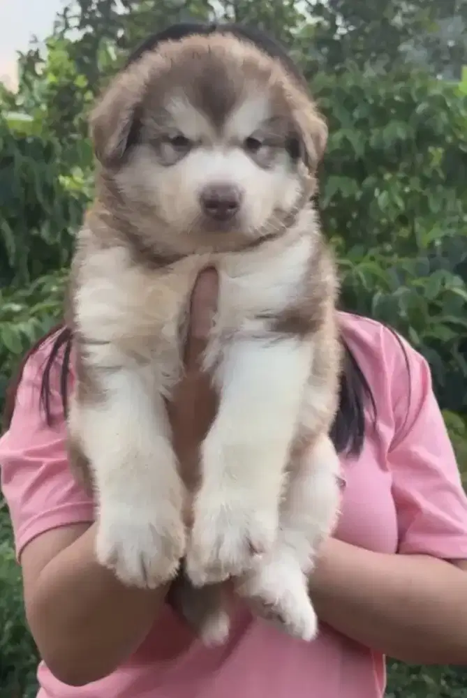 Alaskan Malamute
