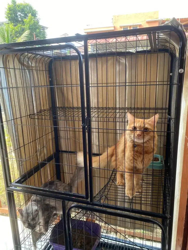 All in kucing gemoy 2 dan kandang