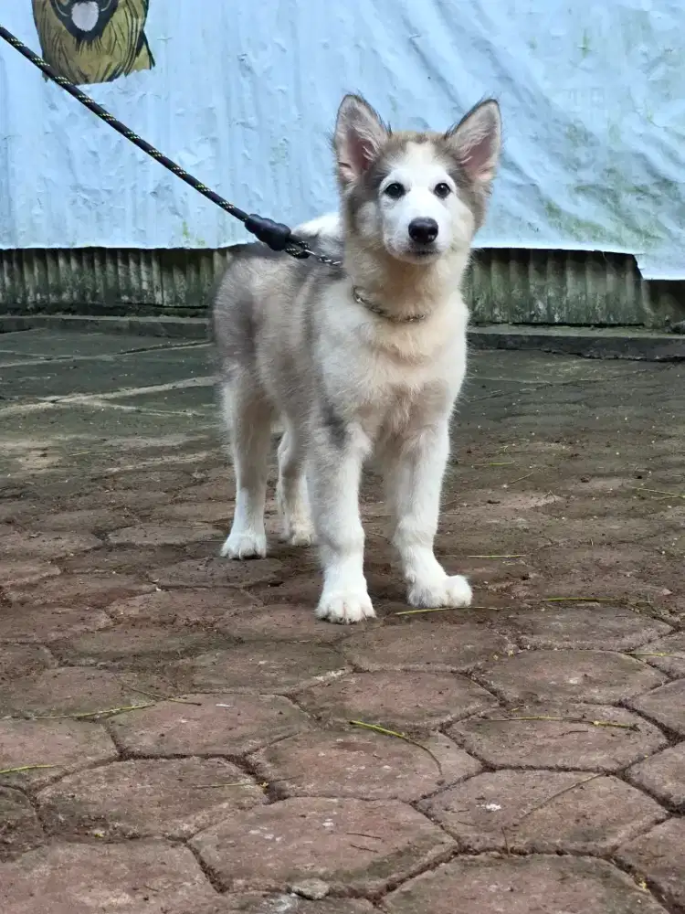 Alaskan Malamute
