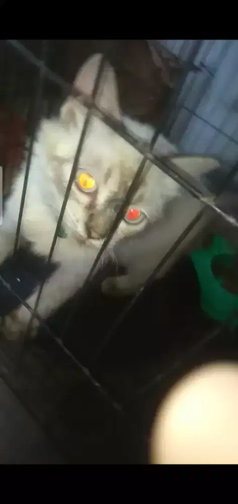 Kucing persia himalaya