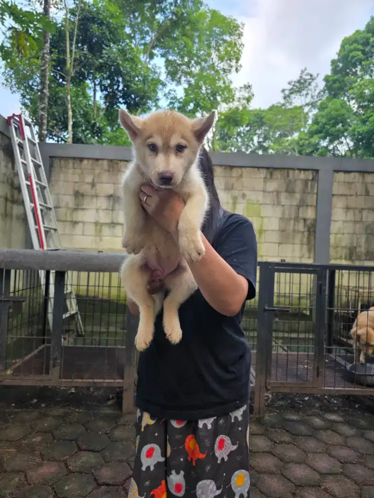 Siberian Husky betina