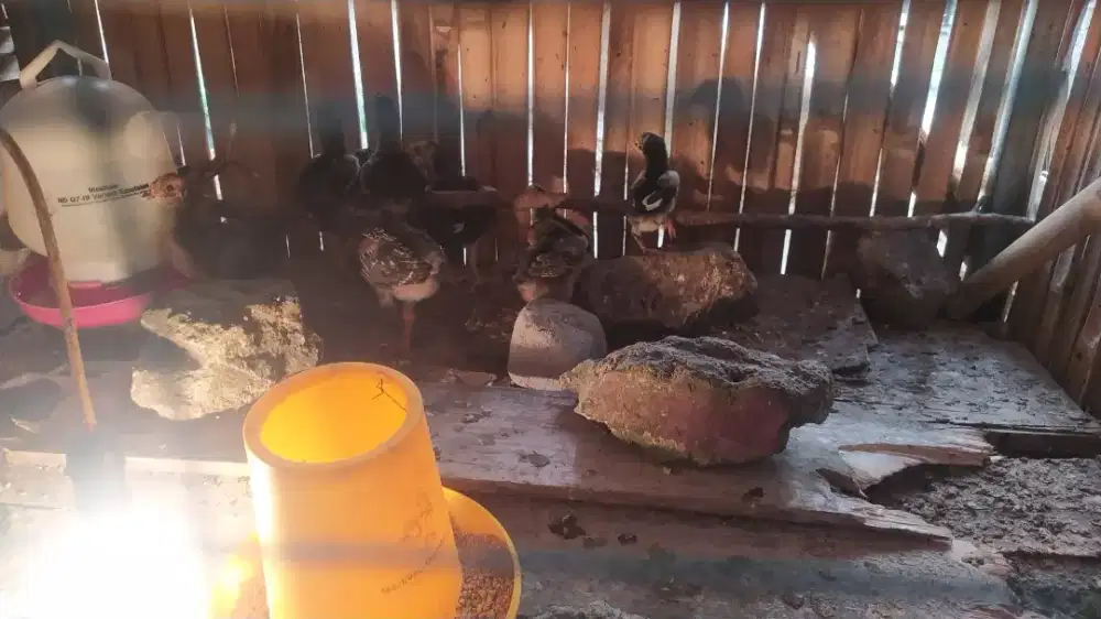 Anak  ayam  bangkok  clasic usia  1 bulan up