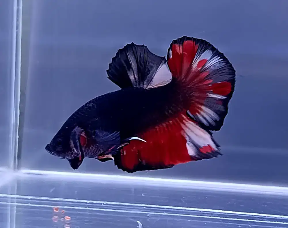 ikan cupang giant black variation