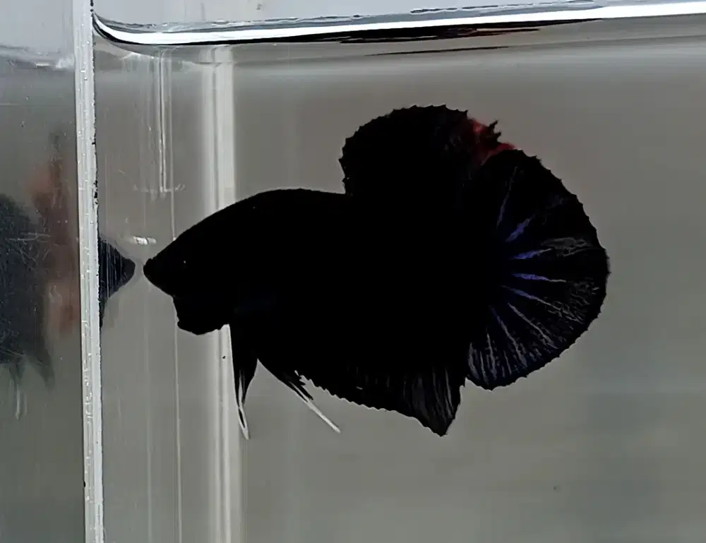 ikan cupang giant super black