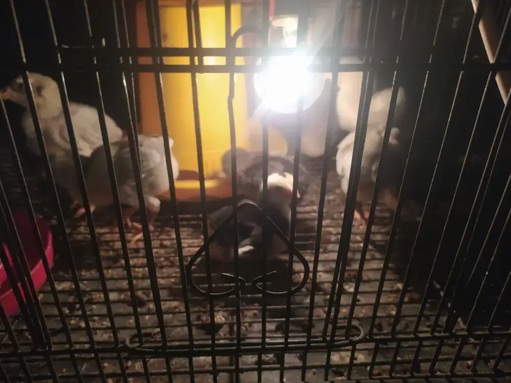 Anak  ayam  bangkok  clasic,  usia  3  minggu,