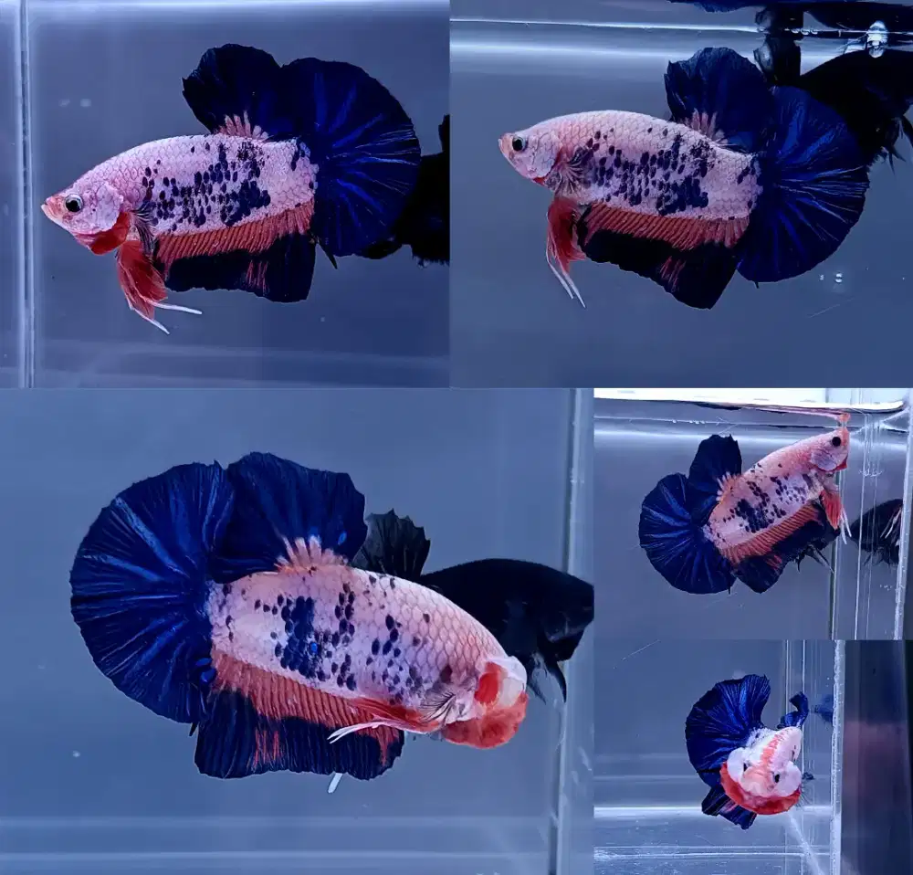 ikan cupang giant pink flamingo