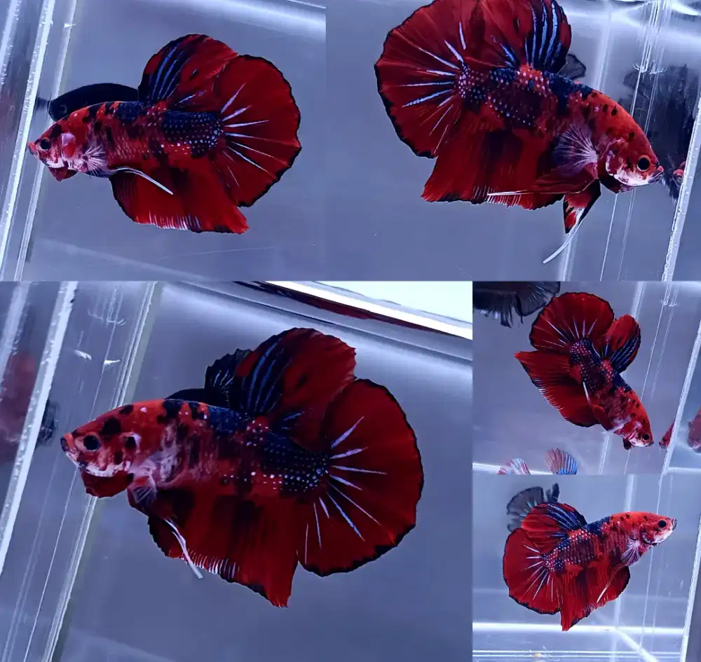 ikan cupang giant red koi