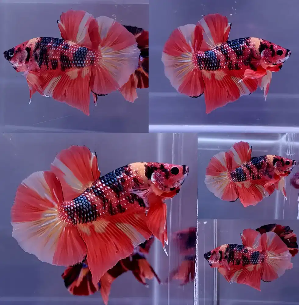 ikan cupang giant nemo metalik