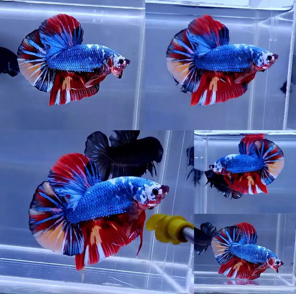 ikan cupang giant variasi