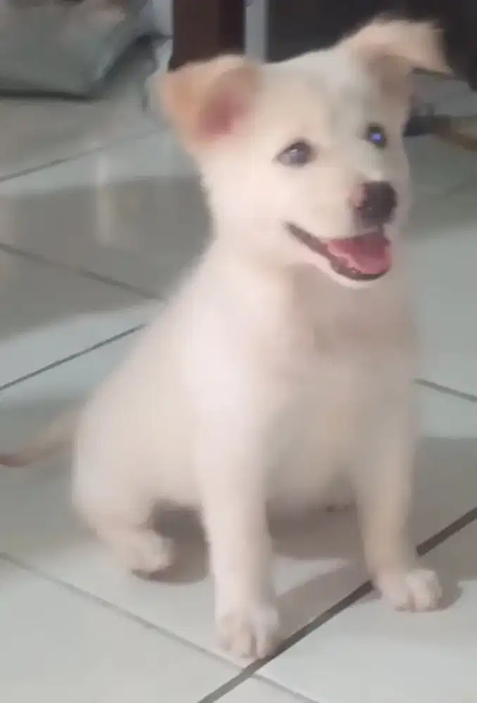 anakan anjing puppy kintamani