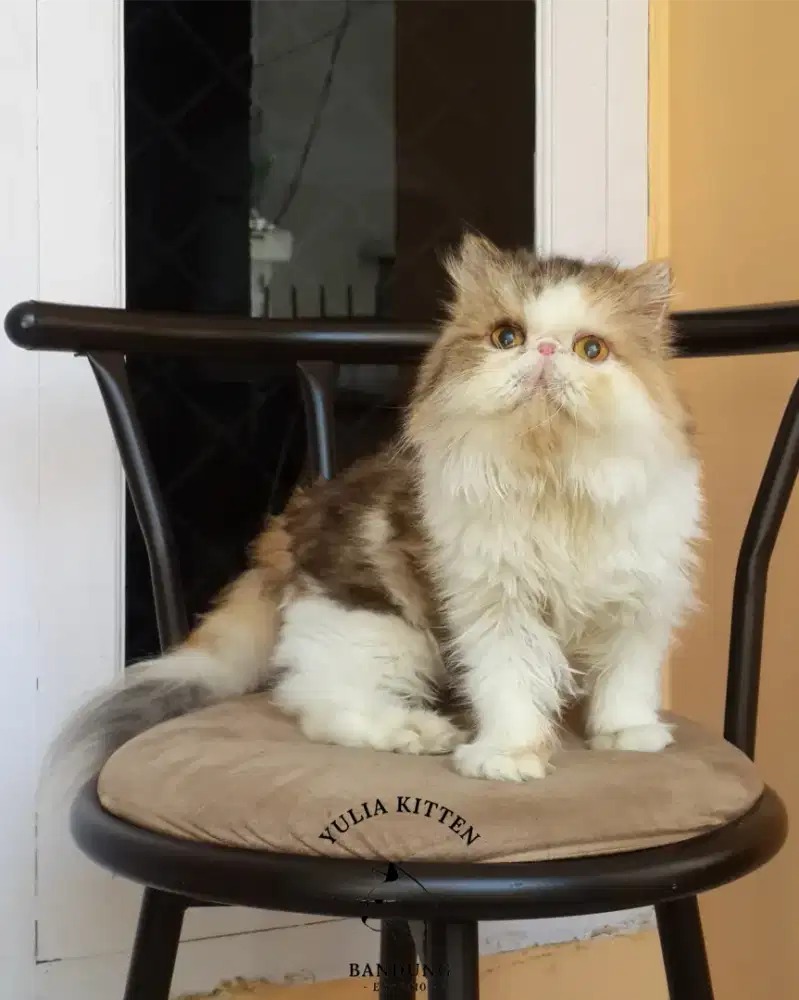 Adult Persia Longhair Peaknose Betina Steril
