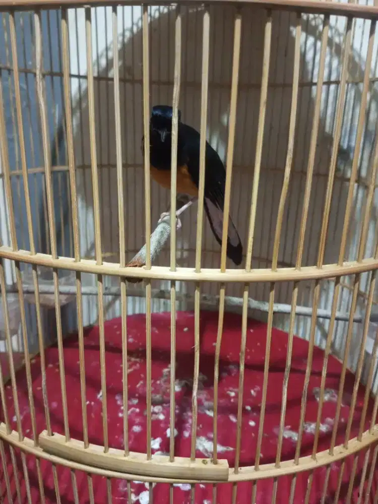 Jual burung murai batu