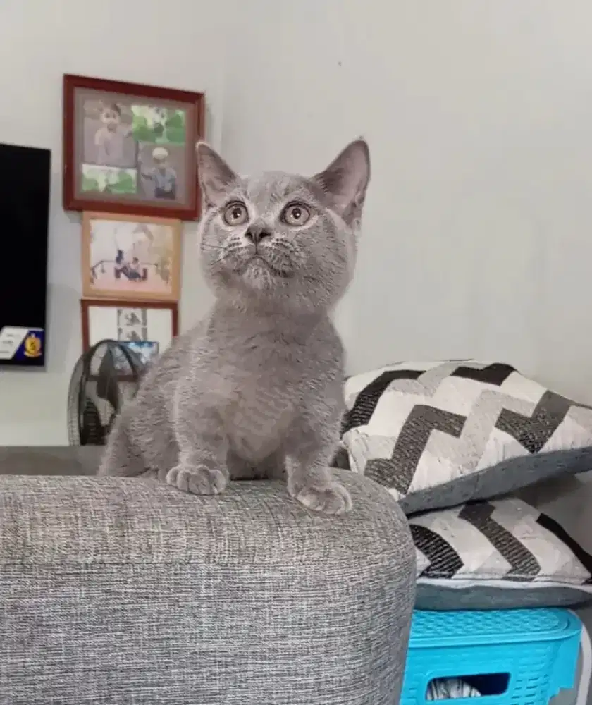 Munchkin bsh blue betina
