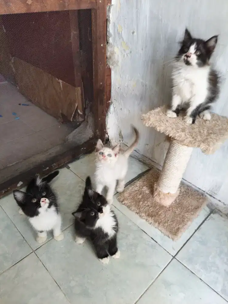 Kitten Persia betina 2,5 bulan