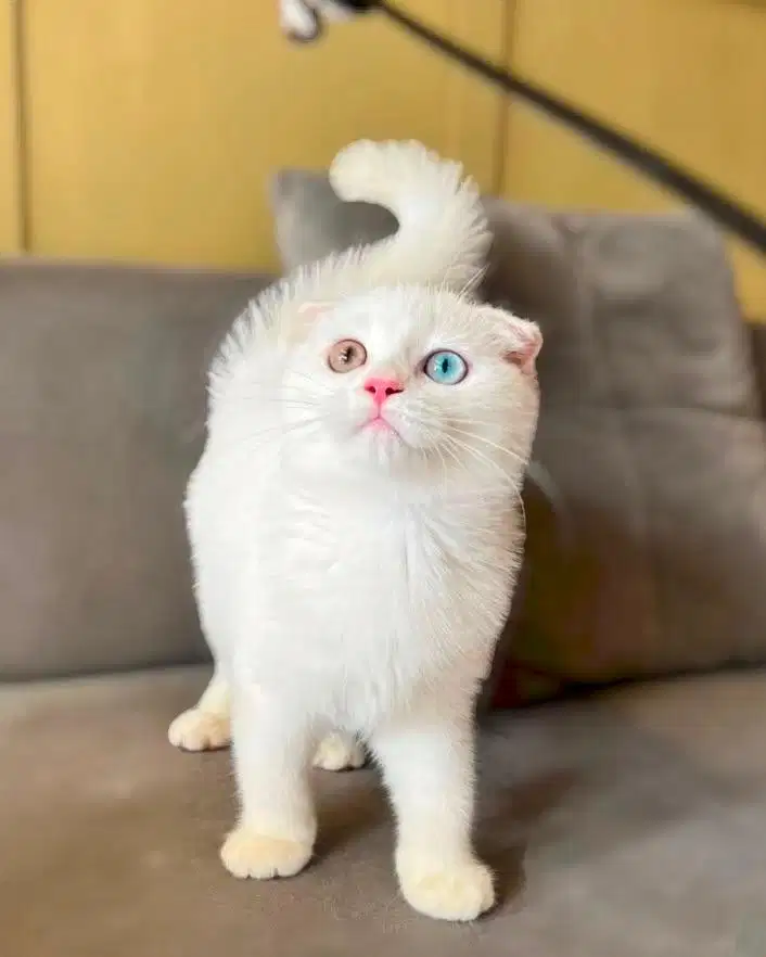 Kucing scottish triple fold odd eye