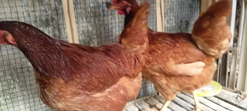 Ayam Petelur umur 6 bulan