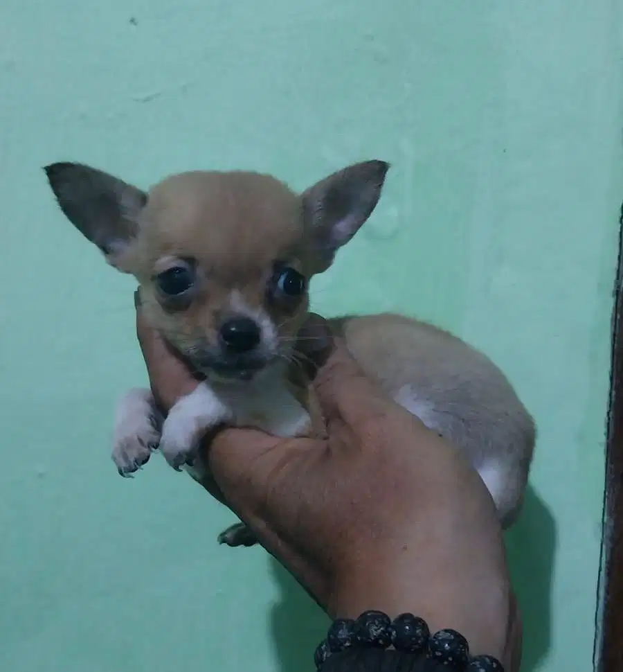 Anjing / puppies chihuahua mini