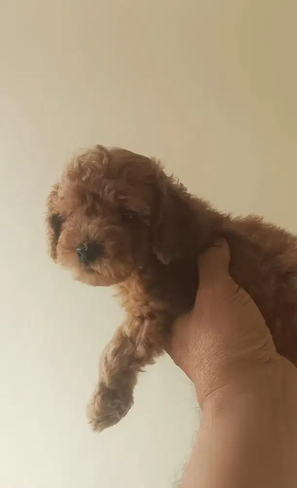 Anjing / puppies red toy poodle betina