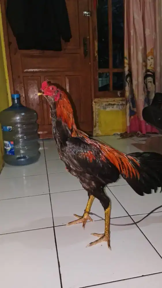 Jual ayam Bangkok